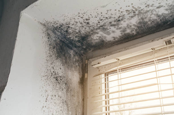 Affordable Mold Remediation solutions in Hanna City, IL